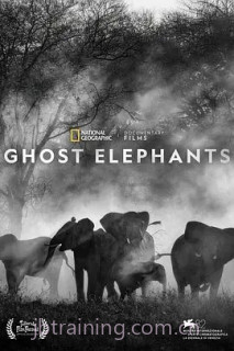 追寻幽灵大象